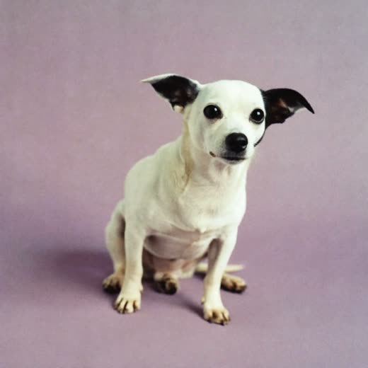 A small dog sitting on a plain pale background
